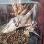 3x naturalis, taxidermie, insecten, botten in stolp, Ophalen, Zo goed als nieuw