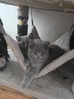 Britse korthaar kitten, Dieren en Toebehoren, Katten en Kittens | Raskatten | Korthaar, Poes, 0 tot 2 jaar