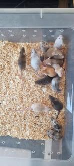 Kleurmuisjes mannetjes & vrouwtjes, Meerdere dieren, Muis, Tam