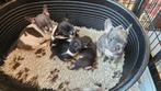 Franse Bulldog Pups, Dieren en Toebehoren, CDV (hondenziekte), 8 tot 15 weken, Bulldog, Meerdere