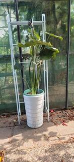 "Olifanten oren " plant, Tuin en Terras, Planten | Tuinplanten, Ophalen, Bloeit niet, Overige soorten