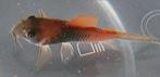 Corydoras Orange Venezuela, Dieren en Toebehoren, Vis