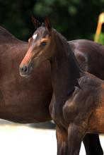 Hengstveulen Fanegro x Expression te koop, Dieren en Toebehoren, Paarden, Hengst, Niet van toepassing, Minder dan 160 cm, 0 tot 2 jaar