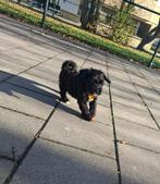 1 Maltipoo (F1B) pup van onze Ivy en Skye te koop, Dieren en Toebehoren, Rabiës (hondsdolheid), Overige rassen, 8 tot 15 weken