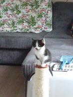 Kittens, Dieren en Toebehoren, Katten en Kittens | Overige Katten, Meerdere dieren, Kortharig, 0 tot 2 jaar