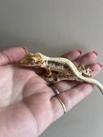 Wimpergekko man lilly white, Dieren en Toebehoren, Hagedis, Tam, 0 tot 2 jaar