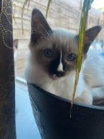 Heilige Birmaan x Ragdoll SUPER LIEF, Poes, Gechipt, 0 tot 2 jaar