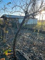 Kiwibes vrouw, Ophalen, 100 tot 250 cm, Volle zon, Overige soorten