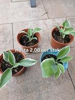 Hosta, Tuin en Terras, Planten | Tuinplanten, Ophalen, Vaste plant, Overige soorten, Halfschaduw