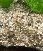 Zoetwater vis bestand, Dieren en Toebehoren, Vissen | Aquariumvissen, Vis, Zoetwatervis, Schoolvis