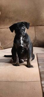 Engelse stafford kruising puppy., 8 tot 15 weken, Teef, Eén hond, Nederland