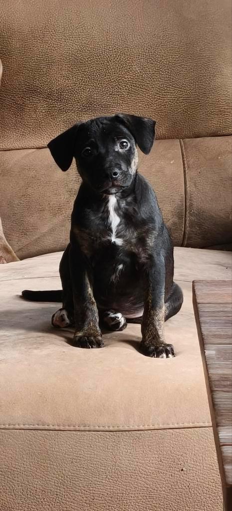 Engelse stafford kruising puppy., Dieren en Toebehoren, Honden | Jack Russells en Terriërs, Teef, Overige rassen, Particulier
