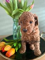 Australian labradoodle puppy’s, 8 tot 15 weken, Teef, Labrador retriever, Parvo