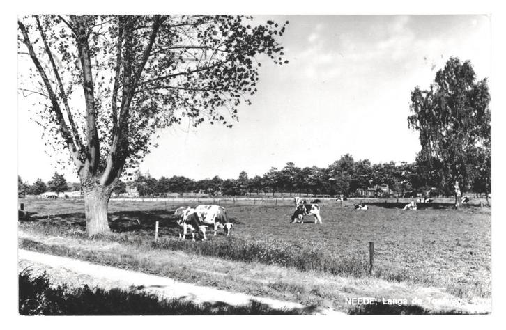 978519 Neede Gld 1977 Koe Gelopen met postzegel, Verzamelen, Ansichtkaarten | Nederland, Gelopen, Gelderland, 1960 tot 1980, Ophalen of Verzenden