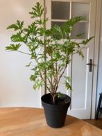 Citroengeranium incl pot (buiten en binnen), Huis en Inrichting, Kamerplanten, Ophalen, Overige soorten, Minder dan 100 cm