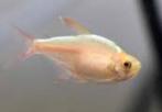 Roodstaartzalm Moenkhausia colombiana Gold  - Koidream, Dieren en Toebehoren, Vissen | Aquariumvissen, Vis, Zoetwatervis