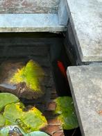 Gratis vissen uit vijver, Tuin en Terras, Vijvers, Ophalen, Gebruikt