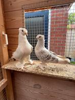 Takla, Dieren en Toebehoren, Vogels | Duiven, Meerdere dieren, Tuimelaar of Roller