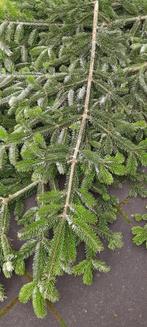 Te koop zeer grote verse nobilis takken voor kerst, Ophalen, Bloeit niet, Volle zon, Overige soorten