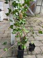 jostabes, Ophalen, Minder dan 100 cm, Overige soorten, Halfschaduw