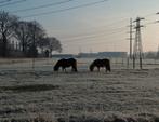 Gezocht paddock met weidegang voor onze twee shetlandpony's, Dieren en Toebehoren, Weidegang