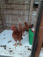 Zijdehoen-Welsumer Haantjes, Dieren en Toebehoren, Pluimvee