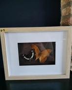 Lijstje met opgezette vlinders, Huis en Inrichting, Minder dan 50 cm, Nieuw, Ophalen of Verzenden, Minder dan 50 cm