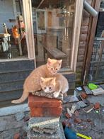 Kitten, Dieren en Toebehoren