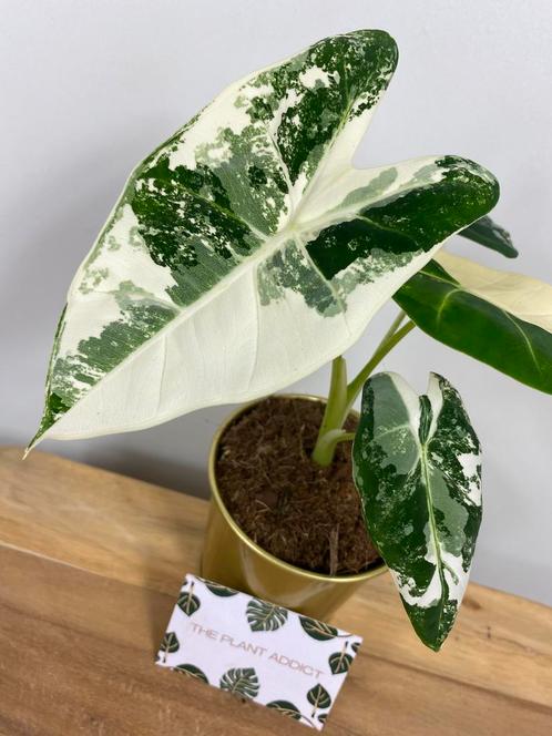 Alocasia Frydek Variegata #2, Huis en Inrichting, Kamerplanten, Overige soorten, Minder dan 100 cm, Ophalen of Verzenden