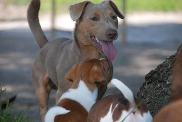 Ter dekking €200,00 Jack Russel Dek Reu Lavendel kleur  beschikbaar voor biedingen