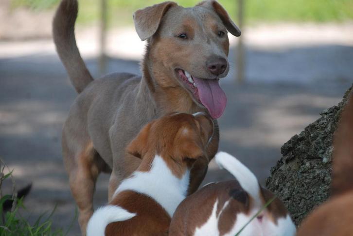 Ter dekking €200,00 Jack Russel Dek Reu Lavendel kleur, Dieren en Toebehoren, Honden | Dekreuen, Reu, Fokker | Hobbymatig, Eén hond