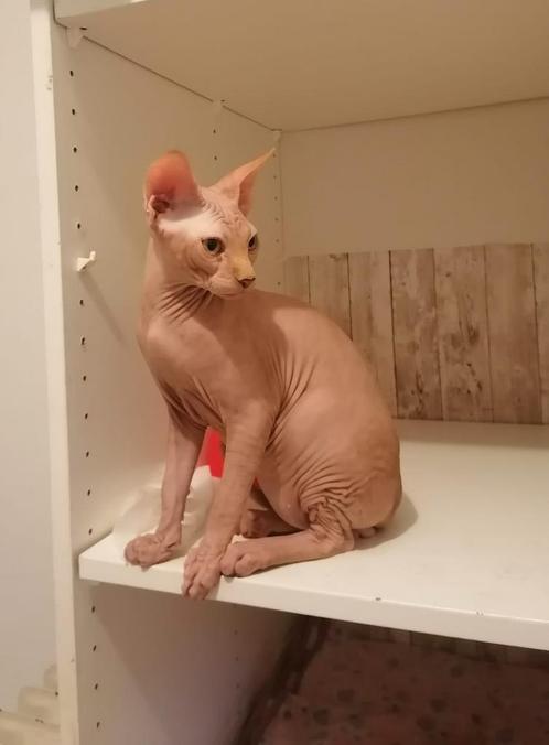 Prachtige Sphynx Kat Man te Koop – Gezond, Sociaal en Uniek, Dieren en Toebehoren, Katten en Kittens | Raskatten | Korthaar, Kater