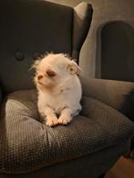 Chihauhau pup gekruisd, 15 weken tot 1 jaar, Overige rassen, Teef, HCC (leverziekte)