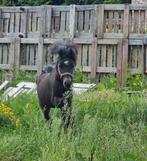 Super mooi ASPC AMHR BMP NMPRS fokmerrietjes, Dieren en Toebehoren, Merrie