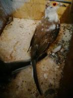 Bonte Diamantduifjes (verwant), Meerdere dieren, Tropenvogel