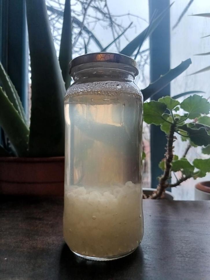 Verse waterkefir korrels 20gram, Diversen, Levensmiddelen, Ophalen