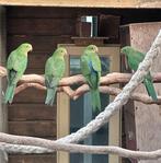 Koningsparkieten, Meerdere dieren, Parkiet