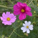 Cosmea zaden, Tuin en Terras, Bloembollen en Zaden, Ophalen of Verzenden, Volle zon