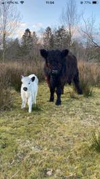 Galloway koe met kalf, Dieren en Toebehoren, Runderen, Vrouwelijk