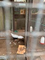 Fazanten, Dieren en Toebehoren, Pluimvee, Meerdere dieren, Overige soorten