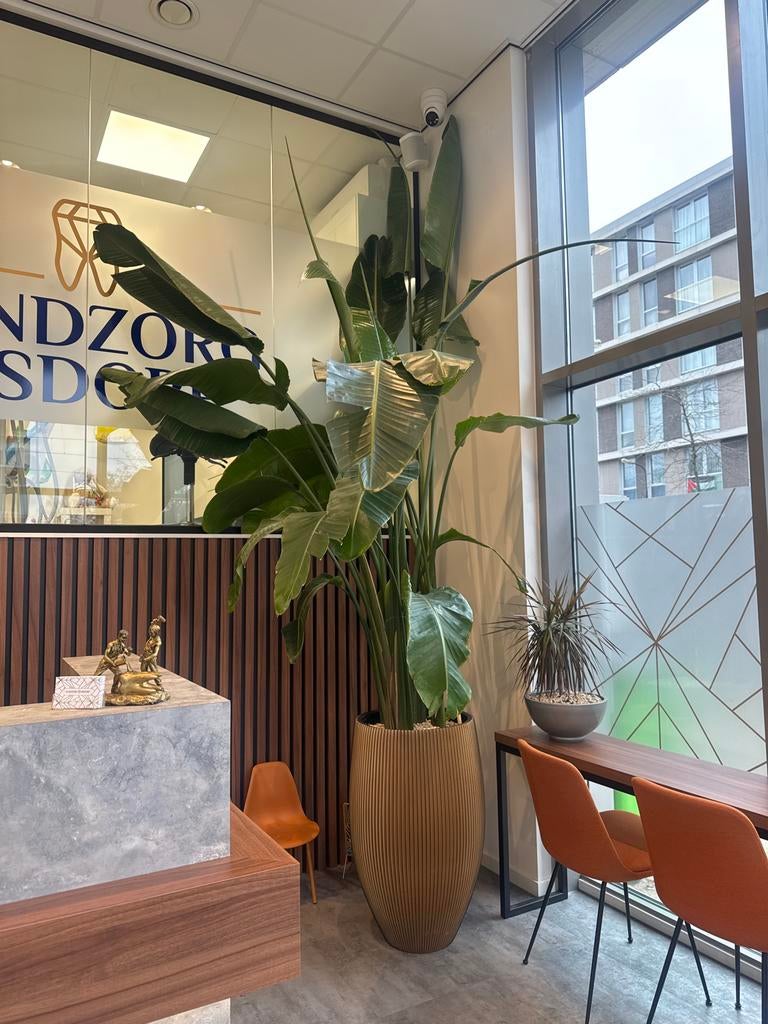 25-jarige Strelitzia Nicolai – XXL plant, Huis en Inrichting, Kamerplanten, Ophalen, 200 cm of meer, Overige soorten, Halfschaduw