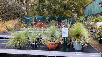 De laatste mediterraine planten nu 25% korting !! beschikbaar voor biedingen