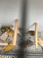 Kanaries  jasper, Dieren en Toebehoren, Vogels | Kanaries, Meerdere dieren, Kleurkanarie