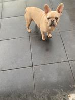 Franse bulldog, Dieren en Toebehoren, Honden | Bulldogs, Pinschers en Molossers, 15 weken tot 1 jaar, Reu, CDV (hondenziekte)