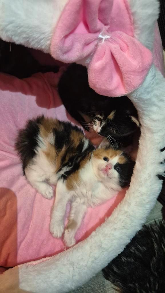 ♡♡ Mainecoon kruising kittens britse langhaar maine coon♡♡, Dieren en Toebehoren, Katten en Kittens | Raskatten | Langhaar, Meerdere dieren