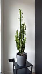 Prachtige euphorbia plant, Ophalen of Verzenden, Halfschaduw, Minder dan 100 cm