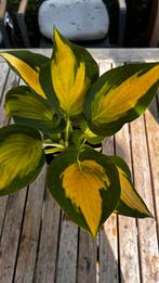 Hosta Forbidden  Fruit, Tuin en Terras, Planten | Tuinplanten, Ophalen, Zomer, Overige soorten, Halfschaduw