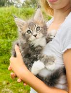 Grote raszuivere polydactyl Mainecoon kittens, Dieren en Toebehoren, Meerdere dieren, Gechipt