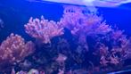 Capnella Kenia Tree, zeeaquarium Corals M-size (10cm), Vis