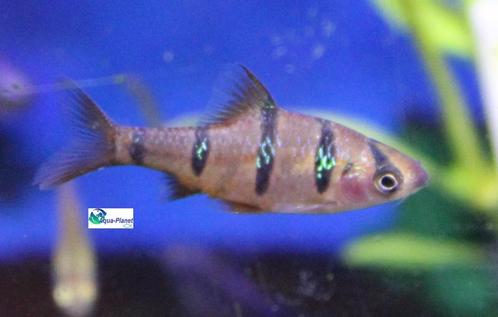 Vijfstreepbarbeel, Dieren en Toebehoren, Vissen | Aquariumvissen, Zoetwatervis, Vis, Schoolvis